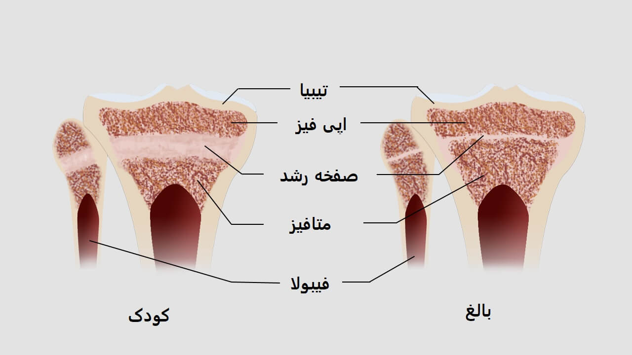 صفحه رشد کجاست