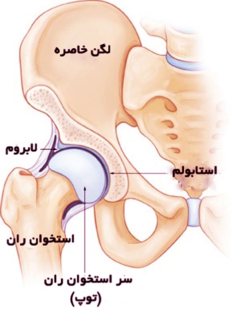 آناتومی لگن