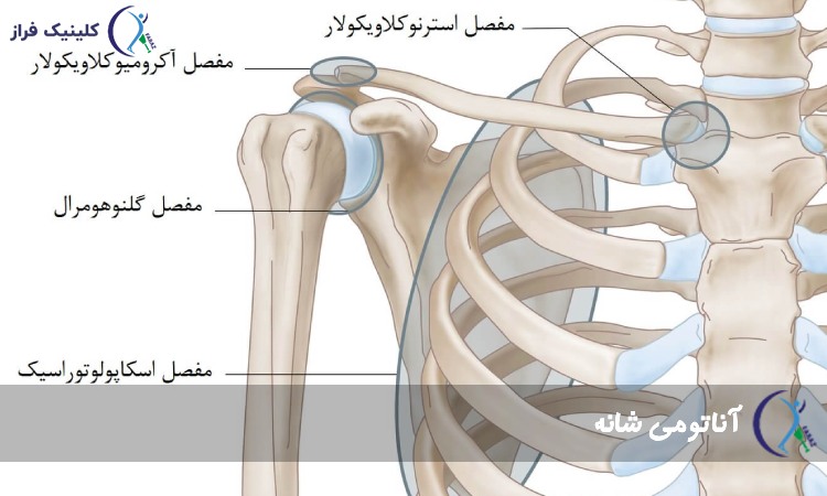 آناتومی شانه