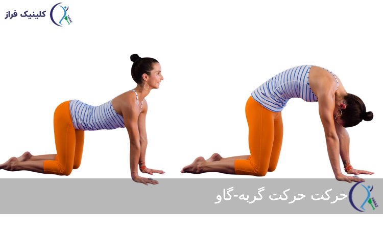 حرکت گربه-گاو