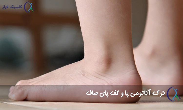 آناتومی پا و کف پای صاف